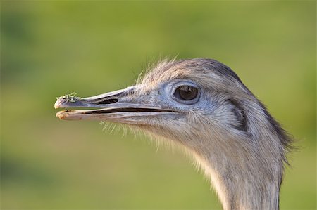 simsearch:400-04748544,k - Ostrich portrait in the national park. Eyes on focus and background blurred Stock Photo - Budget Royalty-Free & Subscription, Code: 400-03996940