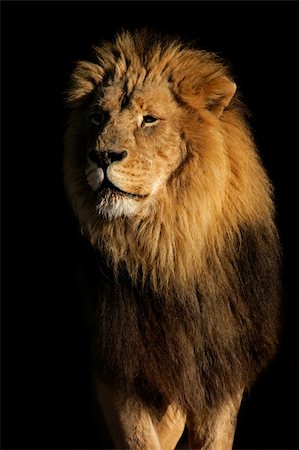 simsearch:400-04727848,k - Portrait of a big male African lion (Panthera leo), against a black background, South Africa Stock Photo - Budget Royalty-Free & Subscription, Code: 400-03998495