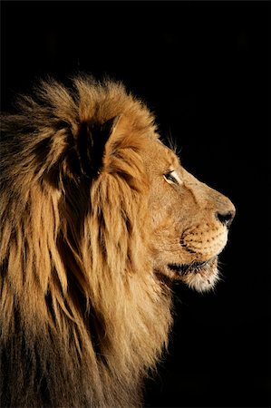 simsearch:400-04727848,k - Side portrait of a big male African lion (Panthera leo), against a black background, South Africa Stock Photo - Budget Royalty-Free & Subscription, Code: 400-03998492