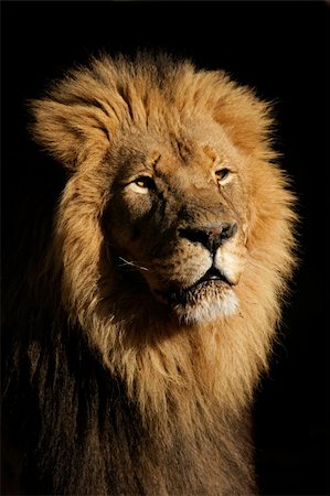 simsearch:400-04727848,k - Portrait of a big male African lion (Panthera leo), against a black background, South Africa Stock Photo - Budget Royalty-Free & Subscription, Code: 400-03998493