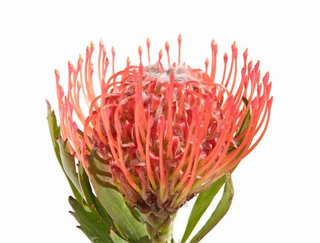 pincushion flower - protea, isolated on white Stock Photo - Budget Royalty-Free & Subscription, Code: 400-03998613
