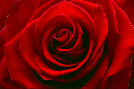 Red rose. Photographie de stock - Aubaine LD & Abonnement, Code: 400-03999120