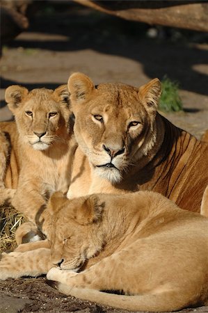 Lion mother whit her small babies Photographie de stock - Aubaine LD & Abonnement, Code: 400-03999158