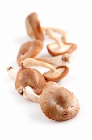 simsearch:400-04824992,k - Several fresh shiitake mushrooms isolated on white background Stock Photo - Budget Royalty-Free & Subscription, Code: 400-03999780