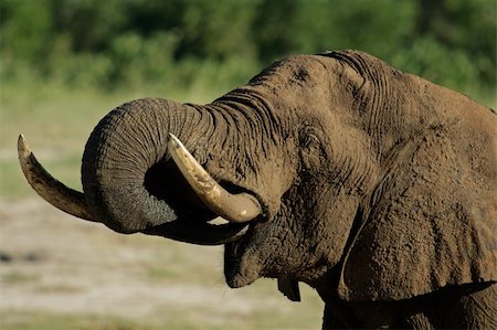 Portrait of an African elephant (Loxodonta africana) drinking water, Hwange National Park, Zimbabwe Stock Photo - Budget Royalty-Free & Subscription, Code: 400-03990147