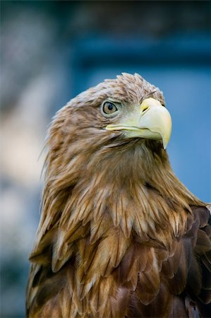 staring eagle - Sharp-sighted eagle observing of vicinities Photographie de stock - Aubaine LD & Abonnement, Code: 400-03991034