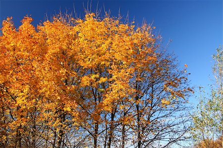 simsearch:400-05678857,k - top of vivid fall trees against beautiful cloudless blue sky Stock Photo - Budget Royalty-Free & Subscription, Code: 400-03991077