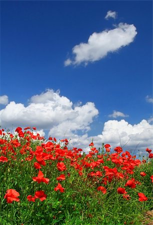 simsearch:400-03991406,k - field of red poppies with cumulus clouds, focus is set in foreground Stock Photo - Budget Royalty-Free & Subscription, Code: 400-03991452