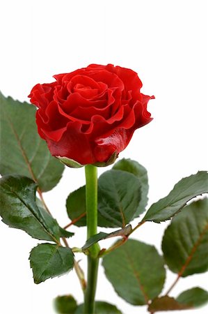 simsearch:400-06141323,k - beautiful red rose Foto de stock - Super Valor sin royalties y Suscripción, Código: 400-03993083