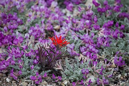 Wildflowers, Great Basin National Park, Nevada, USA Stock Photo - Premium Royalty-Free, Code: 600-04223522