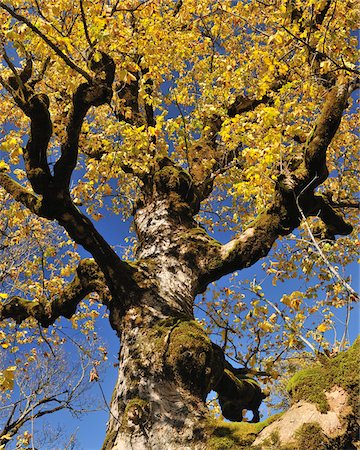 simsearch:600-04424934,k - Maple Tree in Autumn, Grosser Ahornboden, Karwendel, Eng, Tyrol, Austria Stock Photo - Premium Royalty-Free, Code: 600-04424965
