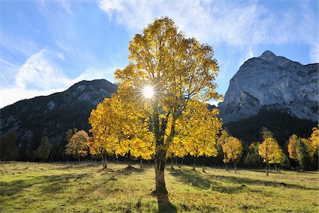 sun valley - Maple Tree in Autumn, Grosser Ahornboden, Karwendel, Eng, Tyrol, Austria Stock Photo - Premium Royalty-Free, Code: 600-04424960