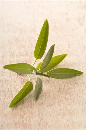 Close-up of Sage Leaves Stock Photo - Premium Royalty-Free, Code: 600-04625241