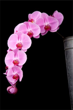 flower on black background - Close-up of Orchids Stock Photo - Premium Royalty-Free, Code: 600-05450957