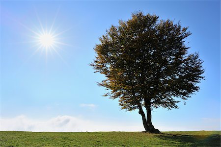 Beech Tree, Schauinsland, Black Forest, Baden-Wurttemberg, Germany Stock Photo - Premium Royalty-Free, Code: 600-05452156