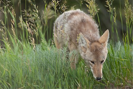 simsearch:600-03229238,k - Portrait of Coyote, Yellowstone National Park, Wyoming, USA Stock Photo - Premium Royalty-Free, Code: 600-05452236
