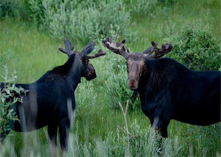 Moose, Yellowstone National Park, Wyoming, USA Stock Photo - Premium Royalty-Free, Code: 600-05452233