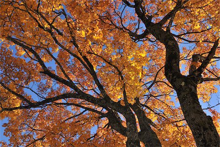 simsearch:600-03762602,k - Low Angle View of Maple Tree in Autumn Stock Photo - Premium Royalty-Free, Code: 600-05524249