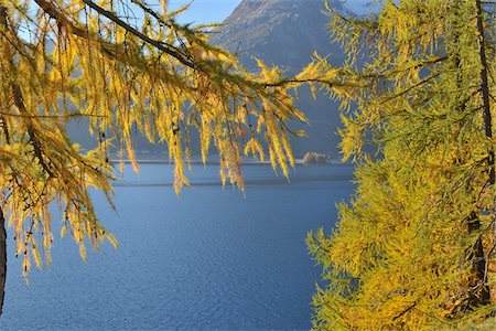 subalpine larch - View of Silsersee Through Trees in Autumn, Engadin, Canton of Graubunden, Switzerland Stock Photo - Premium Royalty-Free, Code: 600-05524286