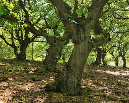Old Beech Trees, Kellerwald-Edersee National Park, Hesse, Germany Foto de stock - Sin royalties Premium, Código: 600-05524484