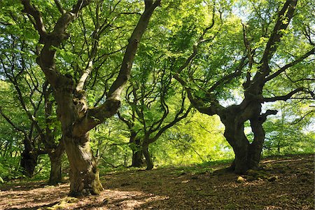 Old Beech Trees, Kellerwald-Edersee National Park, Hesse, Germany Foto de stock - Sin royalties Premium, Código: 600-05524482
