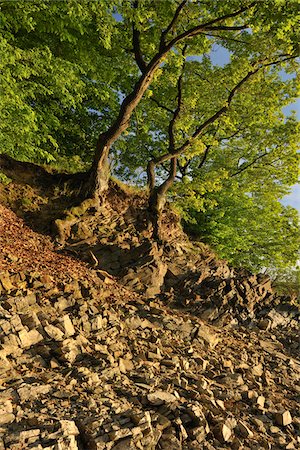 Trees, Lake Edersee, Kellerwald-Edersee National Park, Hesse, Germany Stock Photo - Premium Royalty-Free, Code: 600-05524490