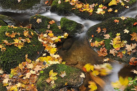 Forest Stream, Triberg im Schwarzwald, Schwarzwald-Baar, Black Forest, Baden-Wurttemberg, Germany Stock Photo - Premium Royalty-Free, Code: 600-05524506