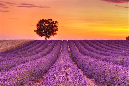 field of herb - Tree in Lavender Field at Sunset, Valensole Plateau, Alpes-de-Haute-Provence, Provence-Alpes-Cote d´Azur, Provence, France Stock Photo - Premium Royalty-Free, Code: 600-05524620