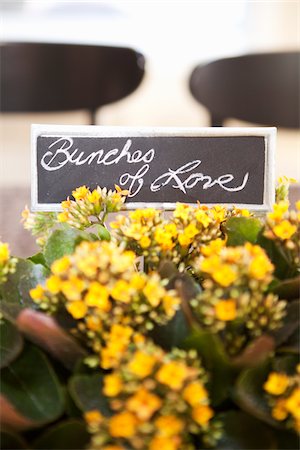 simsearch:600-05602737,k - Kalanchoe and Sign, Ontario, Canada Stock Photo - Premium Royalty-Free, Code: 600-05602736