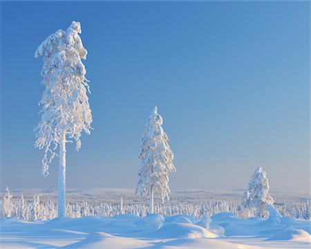 Snow Covered Trees, Nissi, Northern Ostrobothnia, Finland Stock Photo - Premium Royalty-Free, Code: 600-05610010