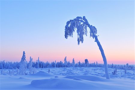 Snow Covered Tree at Dusk, Nissi, Northern Ostrobothnia, Finland Stock Photo - Premium Royalty-Free, Code: 600-05610012
