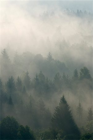 simsearch:600-05821941,k - Morning Mist in Forest, Isar Valley, Wolfratshausen, Upper Bavaria, Bavaria, Germany Stock Photo - Premium Royalty-Free, Code: 600-05762075