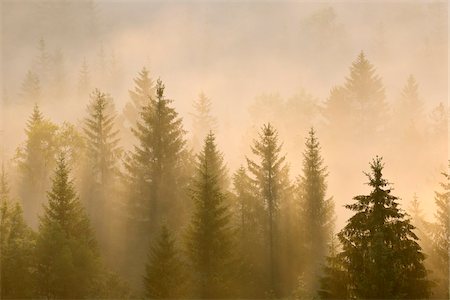 Brume matinale en forêt, vallée de l'Isar, Wolfratshausen, Haute Bavière, Bavière, Allemagne Photographie de stock - Premium Libres de Droits, Code: 600-05762072