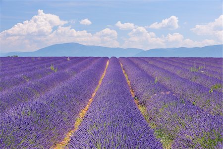 purple field - English Lavender Field, Valensole, Valensole Plateau, Alpes-de-Haute-Provence, Provence-Alpes-Cote d´Azur, France Stock Photo - Premium Royalty-Free, Code: 600-05762089