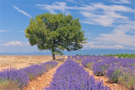 field of herb - English Lavender Field with Tree, Valensole, Valensole Plateau, Alpes-de-Haute-Provence, Provence-Alpes-Cote d´Azur, France Stock Photo - Premium Royalty-Free, Code: 600-05762090