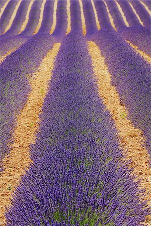 field of herb - English Lavender Field, Valensole, Valensole Plateau, Alpes-de-Haute-Provence, Provence-Alpes-Cote d´Azur, France Stock Photo - Premium Royalty-Free, Code: 600-05762091