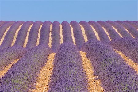 rows of crops - English Lavender Field, Valensole, Valensole Plateau, Alpes-de-Haute-Provence, Provence-Alpes-Cote d´Azur, France Stock Photo - Premium Royalty-Free, Code: 600-05762101