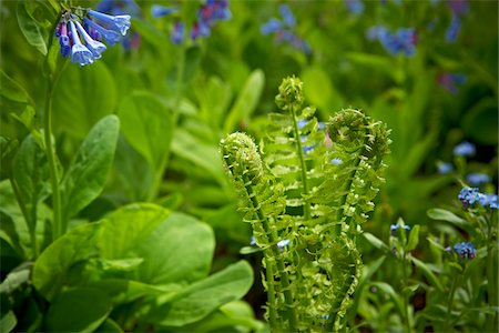 fern - Fiddleheads and Virginia Bluebells, Bradford, Ontario, Canada Stock Photo - Premium Royalty-Free, Code: 600-05786501