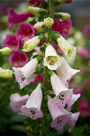 rain drops - Foxgloves, Bradford, Ontario, Canada Stock Photo - Premium Royalty-Free, Code: 600-05786503