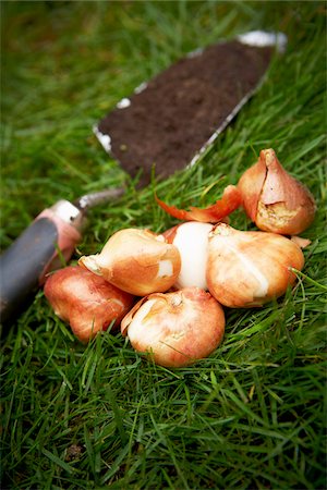 shovel (hand tool for digging) - Tulip Bulbs and Spade, Bradford, Ontario, Canada Stock Photo - Premium Royalty-Free, Code: 600-05786527