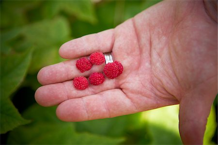 simsearch:600-05786510,k - Gardener Holding Raspberries, Bradford, Ontario, Canada Stock Photo - Premium Royalty-Free, Code: 600-05786523