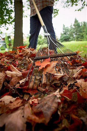 Gardener Raking Maple Leaves, Bradford, Ontario, Canada Stock Photo - Premium Royalty-Free, Code: 600-05786537