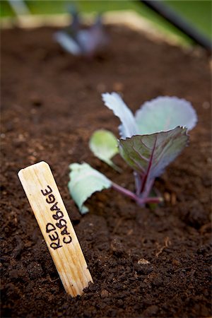 Freshly Planted Red Cabbage, Bradford, Ontario, Canada Stock Photo - Premium Royalty-Free, Code: 600-05786532