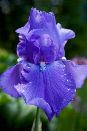 flower macro - Iris, Bradford, Ontario, Canada Foto de stock - Sin royalties Premium, Código: 600-05786546