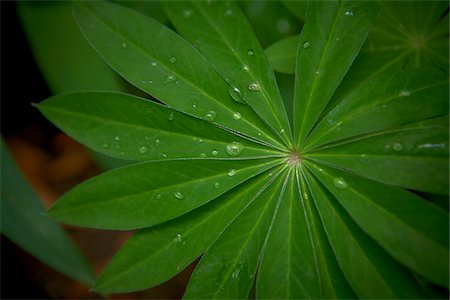 simsearch:600-05786567,k - Feuilles de lupin, Bradford (Ontario), Canada Photographie de stock - Premium Libres de Droits, Code: 600-05786556