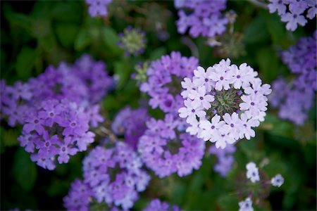 Verbena Flowers, Bradford, Ontario, Canada Stock Photo - Premium Royalty-Free, Code: 600-05786552