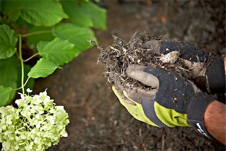 Gardener Spreading Mulch in Garden, Toronto, Ontario, Canada Stock Photo - Premium Royalty-Free, Code: 600-05800607