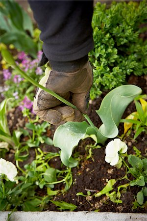 pruning - Deadheading Tulips, Toronto, Ontario, Canada Stock Photo - Premium Royalty-Free, Code: 600-05800600