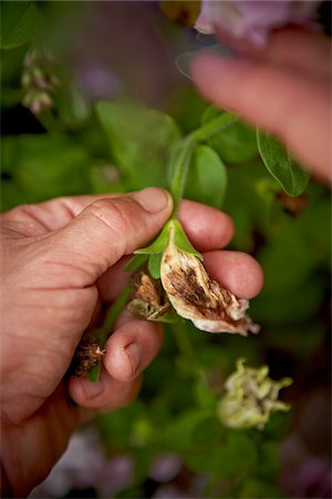Close-up of Gardener Deadheading Petunia Flowers, Toronto, Ontario, Canada Stock Photo - Premium Royalty-Free, Code: 600-05800616