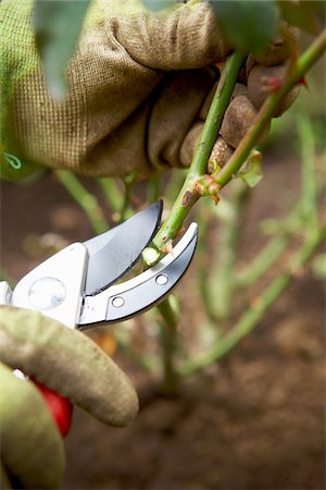 Gardener Pruning Roses in Autumn, Bradford, Ontario, Canada Stock Photo - Premium Royalty-Free, Code: 600-05800612